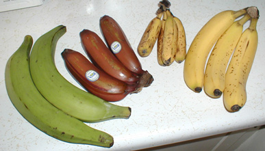 Bananas (Mawz)