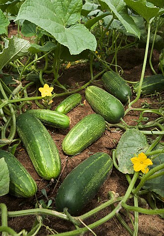 Cucumber (Khyar)