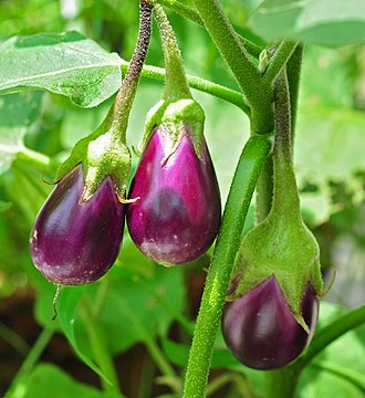 Eggplant (Batinjan)