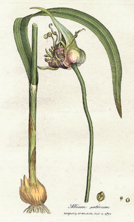 Garlic (Thoum)