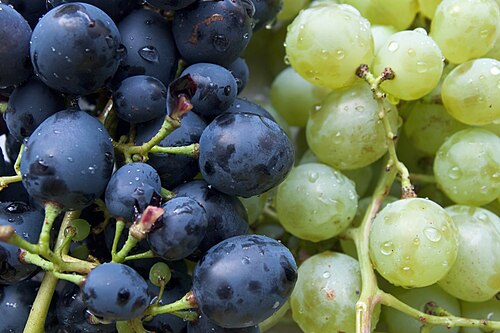 Grapes (Enab)