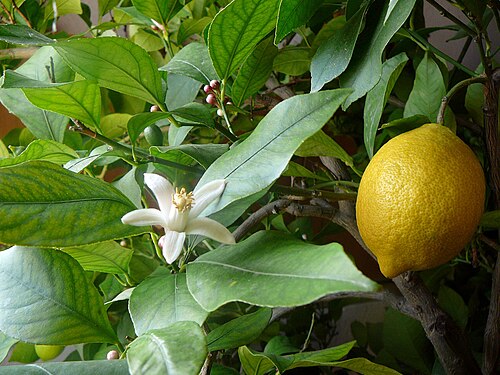 Lemon (Laymoon)