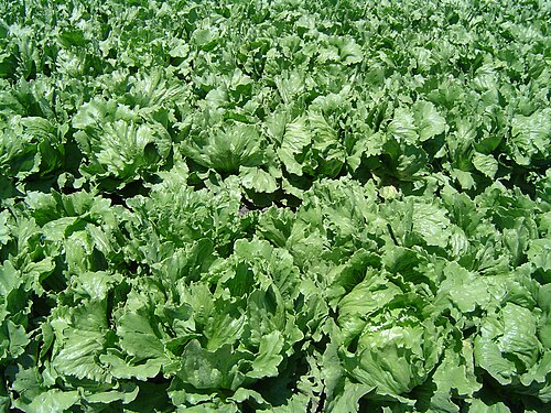 Lettuce (Khas)