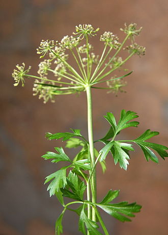 Parsley (Baqdounis)