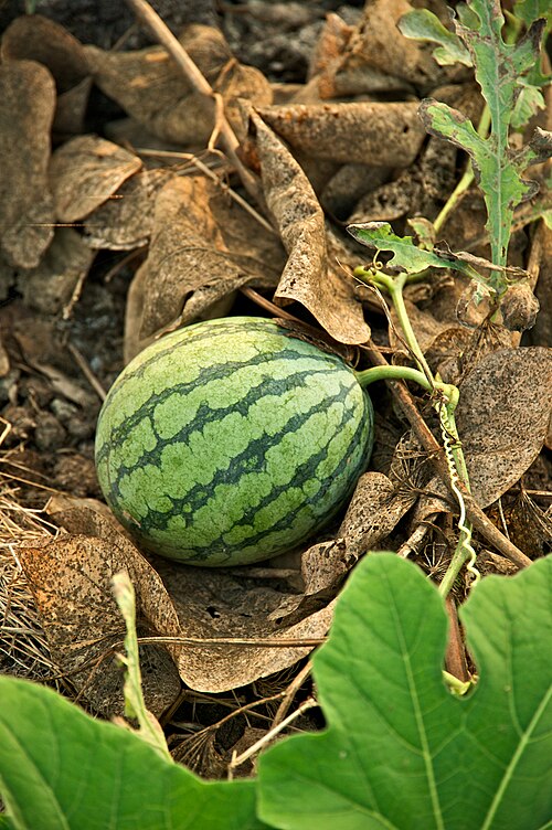 Watermelon (Batikh)